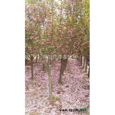 連翹報價/江蘇連翹報價