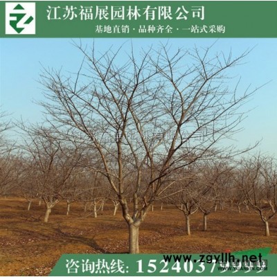 連翹叢生 東北連翹 黃老虎小苗 多分枝連翹批發(fā)供應(yīng)