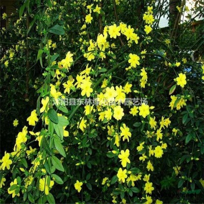 連翹,迎春,衛(wèi)矛,扶芳藤,紫葉桃,桂花.大葉黃楊.繡線(xiàn)菊，瓜
