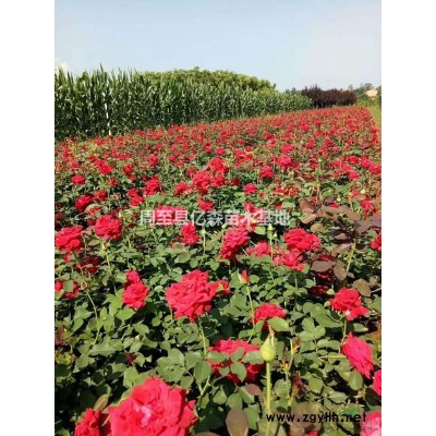陜西西安臘梅綠化苗產(chǎn)地大量直銷  周至臘梅銷售基地