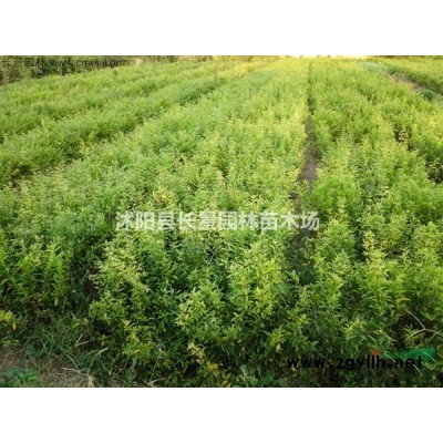 紅瑞木產(chǎn)地