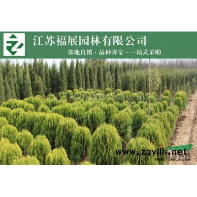 連翹，黃老虎行情報(bào)價(jià)\連翹，黃老虎圖片展示