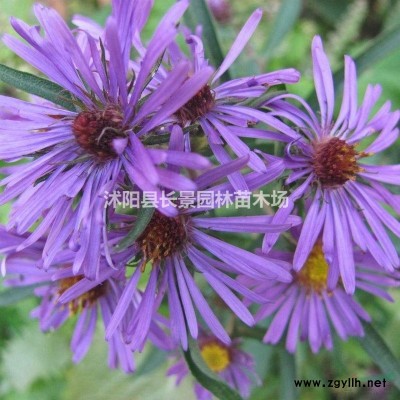 連翹*新報價