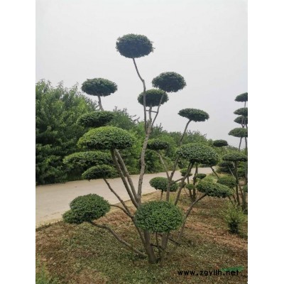 臘梅價格 河南臘梅報價 專業(yè)的臘梅生產基地批發(fā)各種規(guī)格臘梅