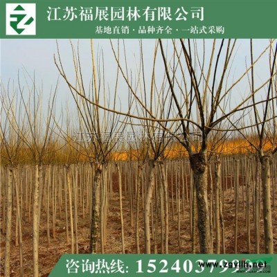 紅瑞木*新價(jià)格/紅瑞木報(bào)價(jià)