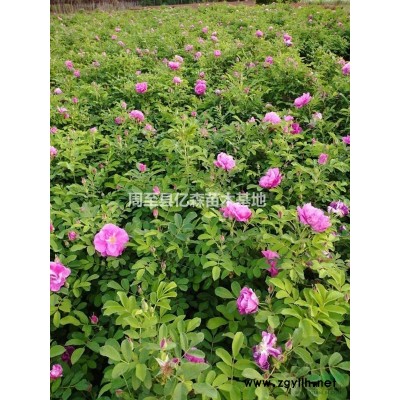 陜西黃花連翹供應(yīng) 杯苗陜西連翹價格