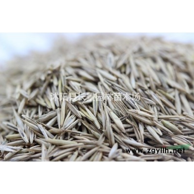 紅瑞木小苗價(jià)格