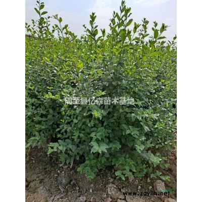 連翹 營養(yǎng)杯連翹 連翹叢生 陜西西安周至種植戶連翹優(yōu)產(chǎn)地直發(fā)