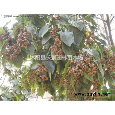 紅瑞木*新價(jià)格
