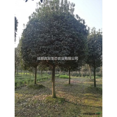 成都毛葉丁香球農(nóng)戶直銷(xiāo)低價(jià)格便宜1米1.5米2米