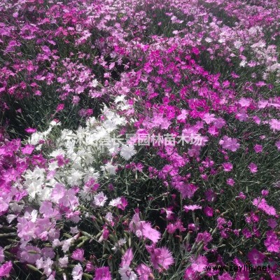 紅瑞木種子價(jià)格是多少？購買種子要注意什么？