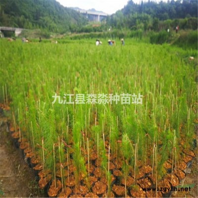 馬尾松一年生小苗 馬尾松袋苗價格 馬尾松小苗產地大量批發