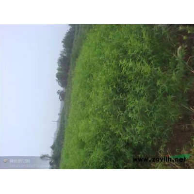 肥西縣大葉女貞低價(jià)出售