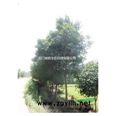 風(fēng)鈴木、黃花風(fēng)鈴木、紅花風(fēng)鈴木、紅花風(fēng)鈴木大量供應(yīng)