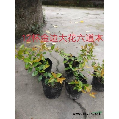 珙桐圖片\珙桐報(bào)價(jià)