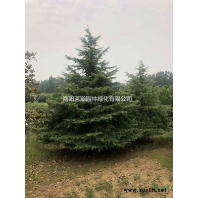 供應精品紅花繼木球 海量 河南南陽貨源