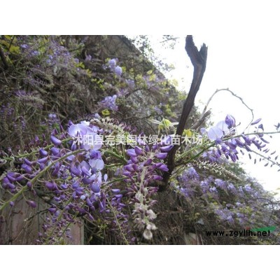 供應(yīng)睡蓮_荷花