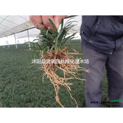 供應(yīng)紫穗槐_紫穗槐小苗_紫穗槐基地