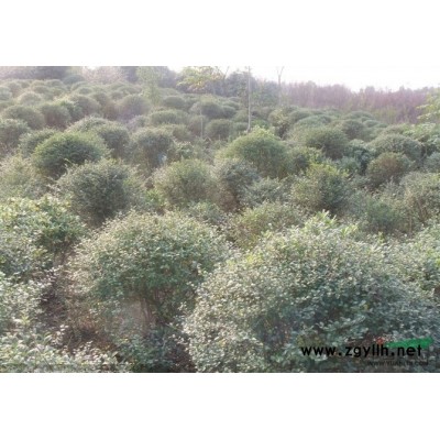 常年供應女貞，香樟，紫薇，杜英