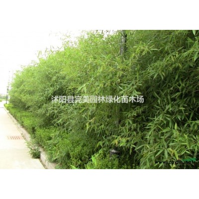 供應(yīng)百慕大_百慕大草坪_果嶺草