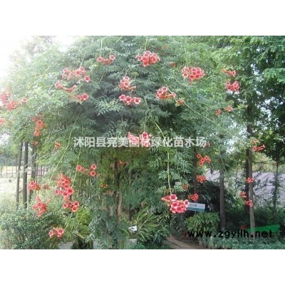 供應(yīng)紅花草_紅花醡漿草_紅花炸醬草