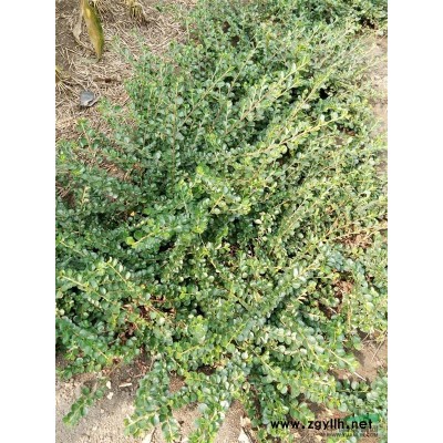 大花萱草