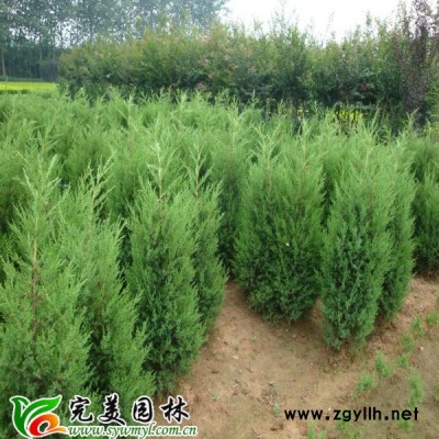 供應(yīng)水生植物蘆葦
