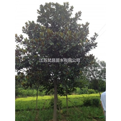 蝴蝶蘭價格_蝴蝶蘭圖片_蝴蝶蘭產地_蝴蝶蘭綠化苗木苗圃基地