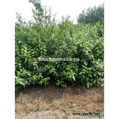大量供應(yīng)碧桃_青葉碧桃_綠葉碧桃苗木