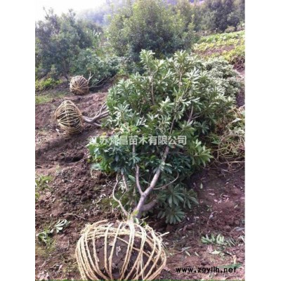 蔥蘭草價格_蔥蘭草圖片_草花地被植物批發直銷