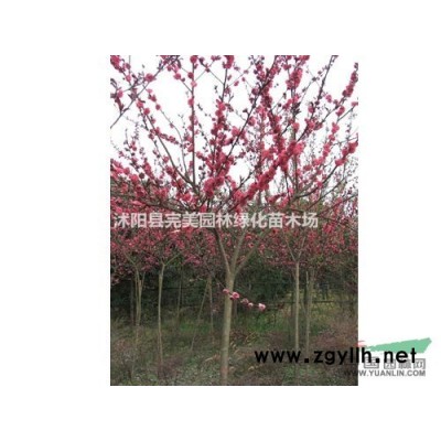 供應(yīng)香蒲苗木