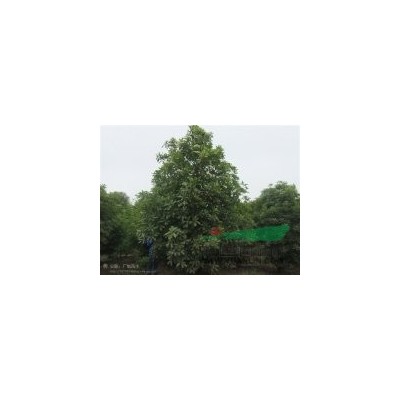 烏桕，肥西烏桕，烏桕價格，烏桕種植，烏桕低價促銷，烏桕小苗