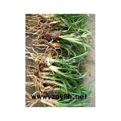 江蘇茶花 江蘇茶花 茶花價格哪里好/哪家便宜