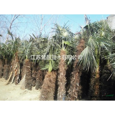 優質特價扁柏 側柏 江蘇側柏 側柏基地 江蘇扁柏產地直銷