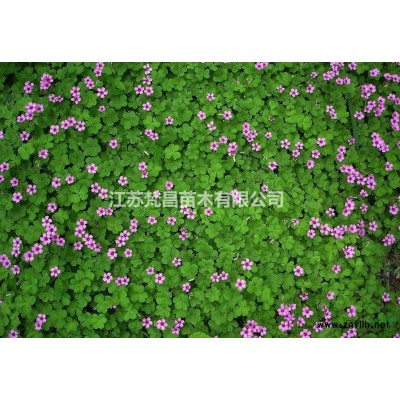 江蘇蜀檜 蜀檜價格哪里好/哪家便宜
