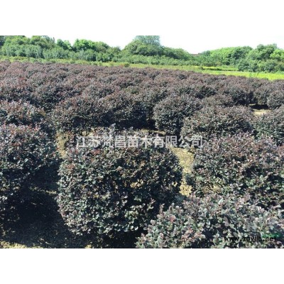 江蘇供應碧桃規格* 碧桃基地 碧桃價格
