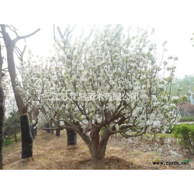江蘇[產品]/江蘇水蠟球 水蠟球基地價格/報價