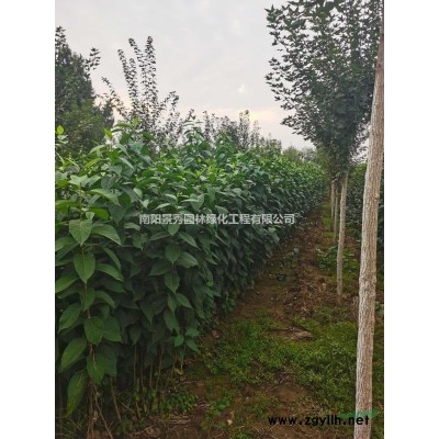 叢生紫薇，1-5米。紫薇，獨桿紫薇，老紫薇