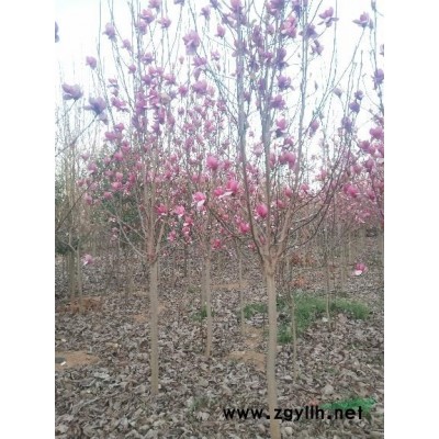 玉蘭2-30公分，紅玉蘭，白玉蘭，紫玉蘭，黃玉蘭，二喬玉蘭