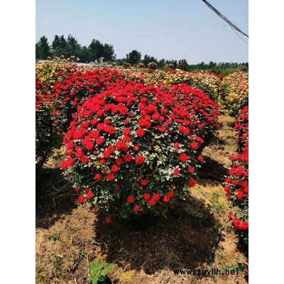 豐花月季，藤本月季，樹樁月季，造型月季，月季球