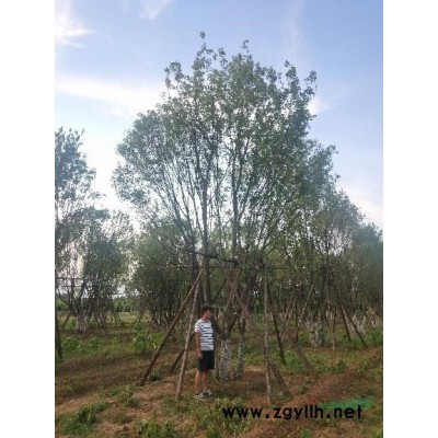 河南七葉樹2－30公分，七葉樹小苗，種子