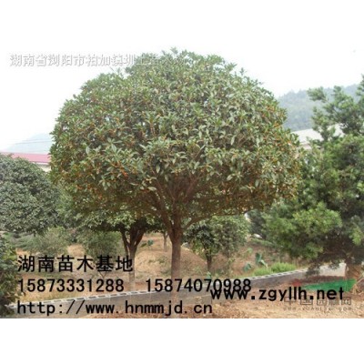 精品桂花  精品桂花價(jià)格 咨詢(xún)湖南澤云苗木合作社