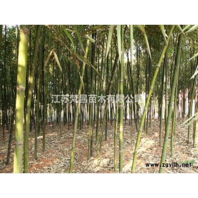 江蘇北京檜柏 北京檜柏基地 刺柏批發/供應 刺柏