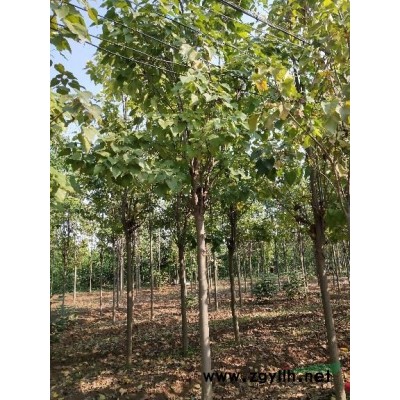 河南2－30公分梓樹，楸樹