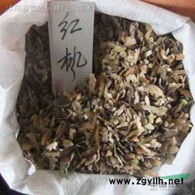 產(chǎn)地直銷 加侖盆苗 金寶石鈍齒冬青 花境植物 價(jià)格