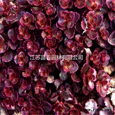 花葉梔子花 花境植物 加侖盆苗 杯苗 袋苗 大桶苗 產地價格