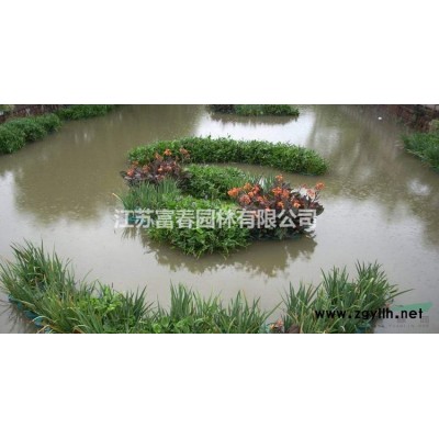 產地直銷批發價格 虎耳草 花境植物加侖盆苗杯苗袋苗 大桶苗