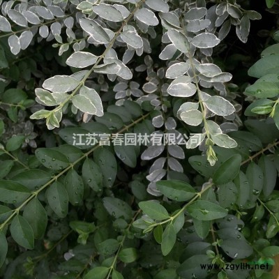 基地 錦帶花紅王子錦帶綠化苗木批發 去年扦插床苗 1-2年生
