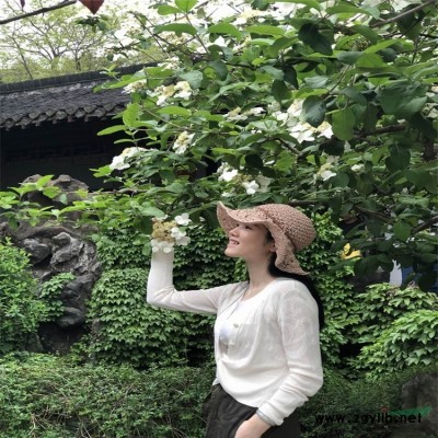 歐石竹 海石竹花苗盆栽帶花 尖葉石竹 量大價優(yōu)