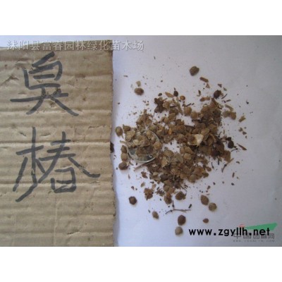 基地直銷 垂枝梅 垂枝梅苗園林小區綠化苗木基地苗木供應